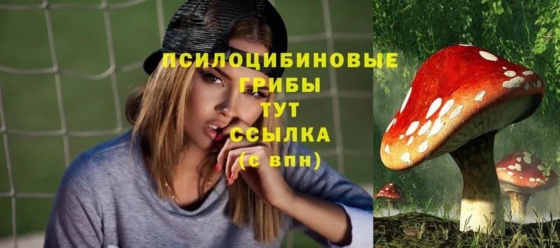 Галлюциногенные грибы Psilocybe  закладка  Апатиты 